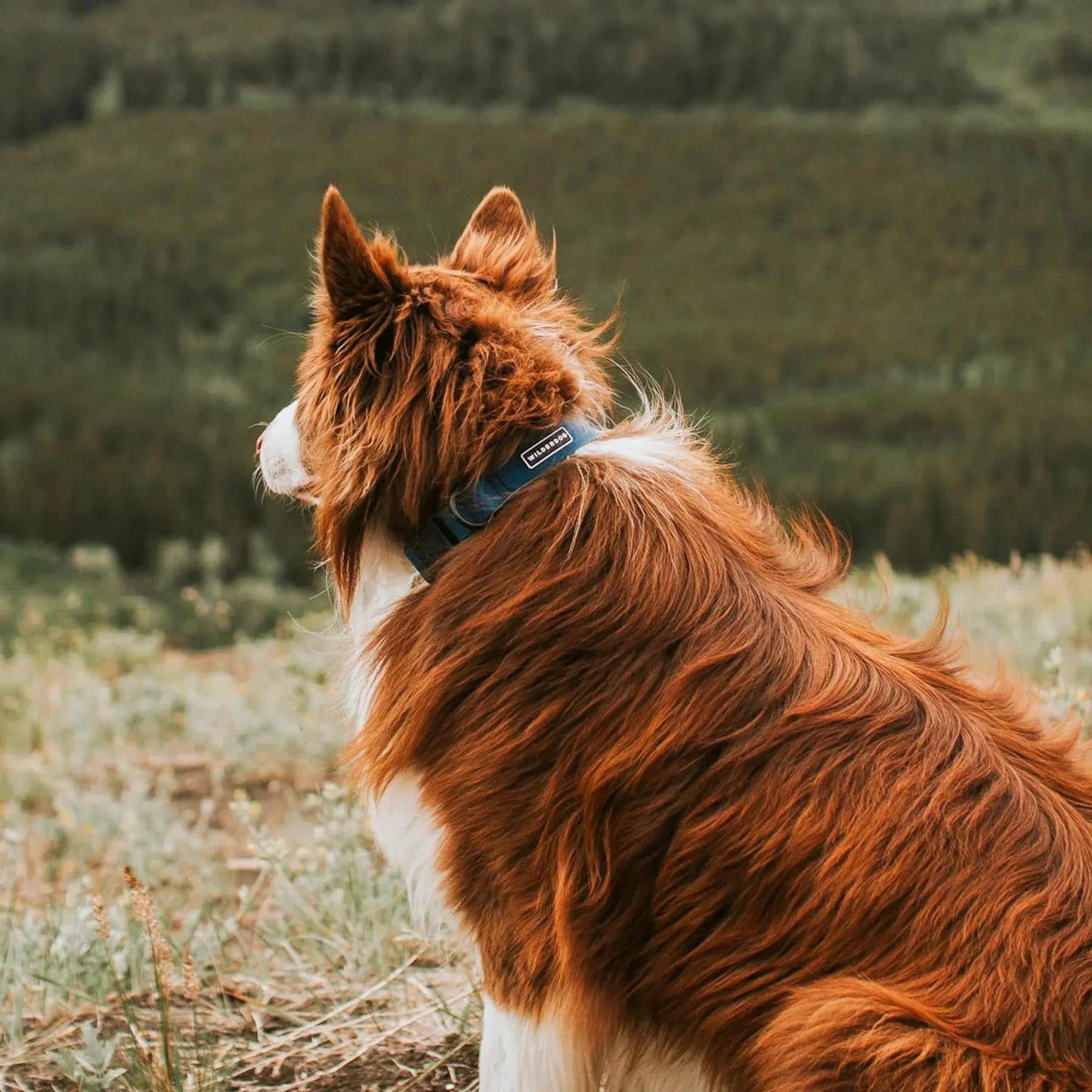 Wilderdog Waterproof Collar Wilderdog