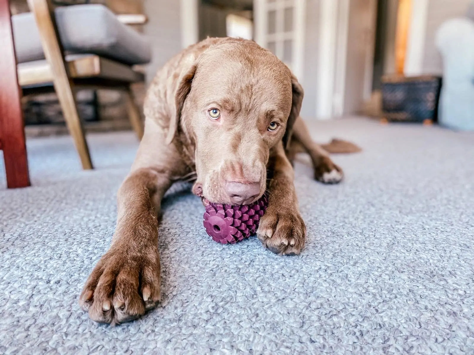 Natural Rubber Pinecone Toy Tall Tails