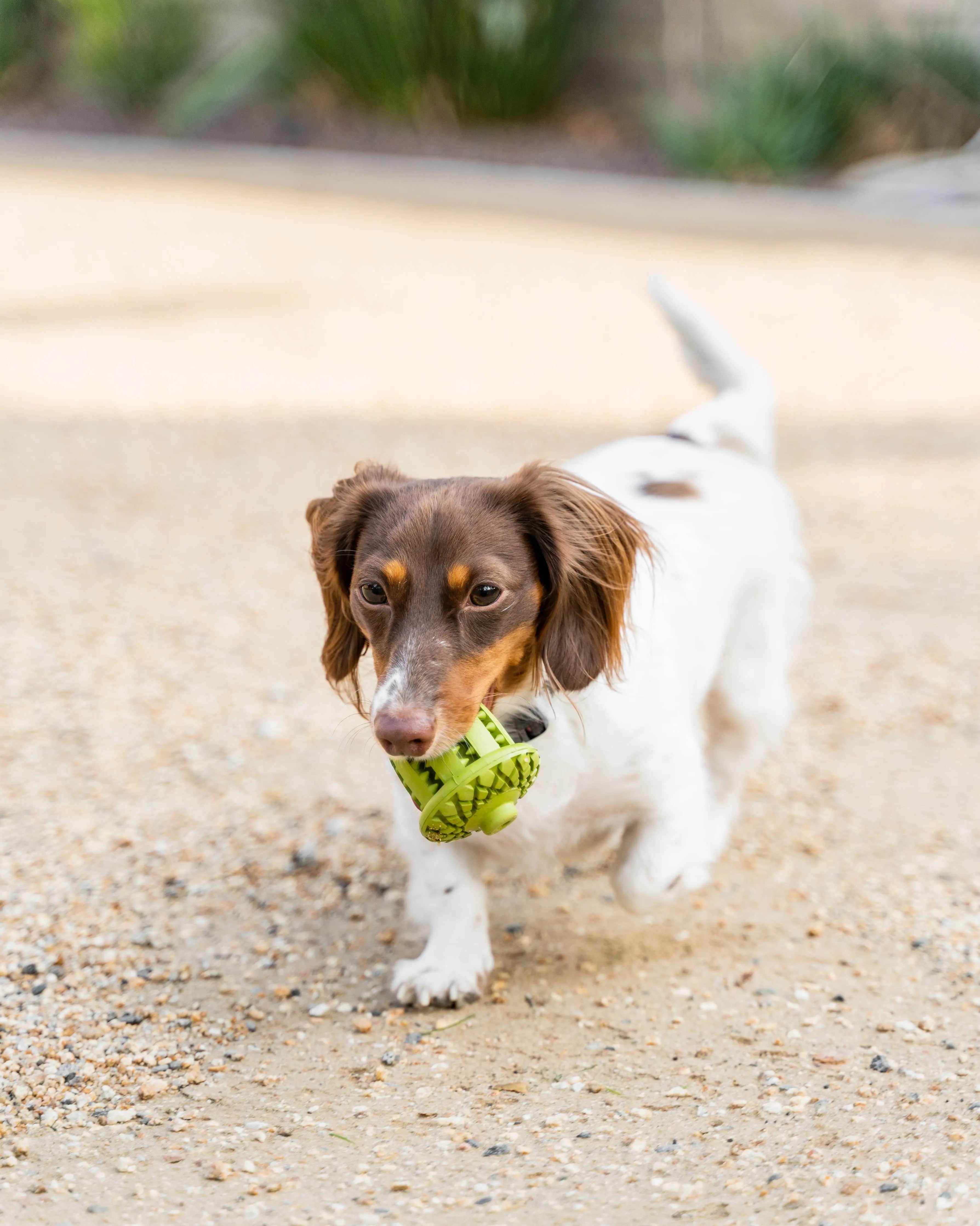 Natural Rubber Acorn Toy Tall Tails